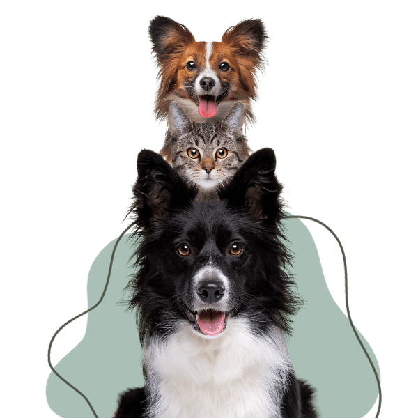 Sobre a Clínica Veterinária Amecare em Hortolândia